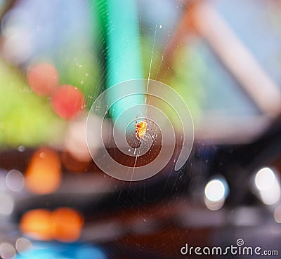 Spiderweb or spider on horizontal background Stock Photo