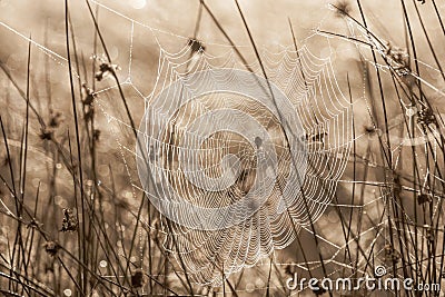 Spiderweb on a dewy meadow in early autumn morning Stock Photo