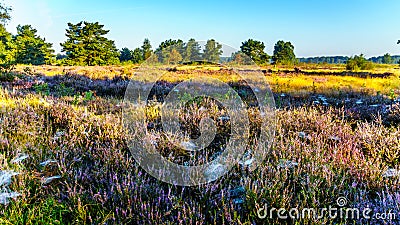 Spiderwebs coring the heather field in the early morning Stock Photo