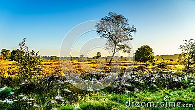 Spiderwebs covering the heather fields on the Veluwe in the morning Stock Photo