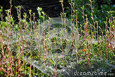 Spiderwebs in the garden Stock Photo