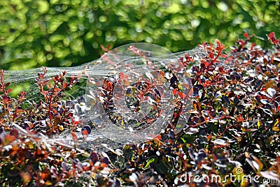 Spiderwebs glittering in the sunlight Stock Photo