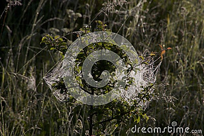 Spiderwebs on plants on the meadow in June Stock Photo