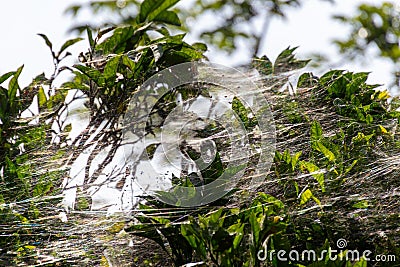 Spiderwebs on a tree in the sun Stock Photo