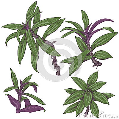 Spiderwort Branches Sketch Vector Illustration