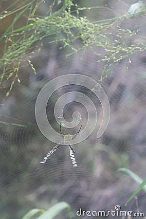 Spidery cobweb scenery at the meadow Stock Photo