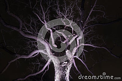Spidery winter tree spotlighted from beneath giving it a spooky Stock Photo