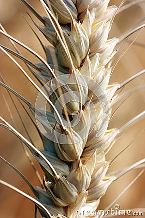 Spike Stock Photo