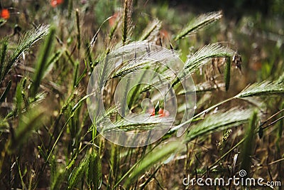 Spike closeup. Grass in the field macro. Meadow background. Spikelets in sunlight. Nature close up. Spike with seeds. Stock Photo