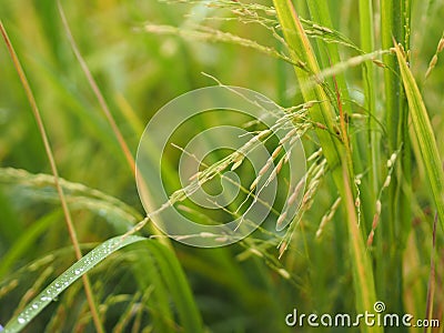 Spike green paddy rice in the field plant, Jasmine rice on blurred of nature background Stock Photo