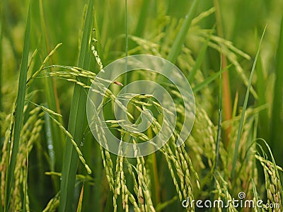 Spike green paddy rice in the field plant, Jasmine rice on blurred of nature background Stock Photo