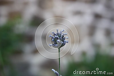 Spike lavender or Portuguese lavender, broadleaved lavender (Lavandula latifolia) flower close-up Stock Photo