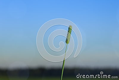 The spike of meadow grass growing out alone at night. Stock Photo