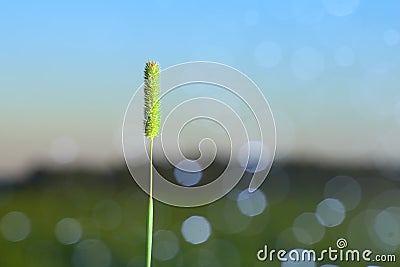 The spike of meadow grass growing out alone at night. Stock Photo