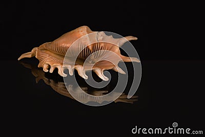 Spike snail Stock Photo