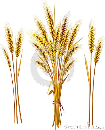 Spike of wheat Vector Illustration