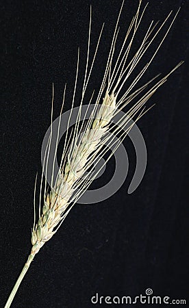 A spike of wheat Stock Photo