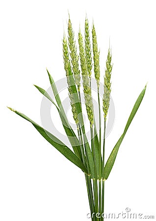 Spike of wheat- isolated Stock Photo