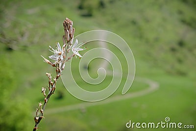 Spike Of Wild Flowers In Nebrodi Park, Sicily Stock Photo