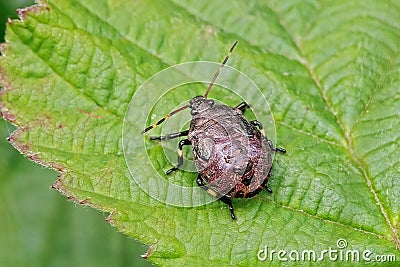 Spiked Shieldbug Nymph - Picromerus bidens, basking on a leaf. Stock Photo