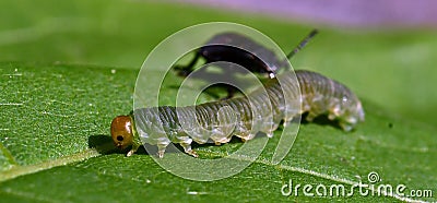 Spiked shieldbug Picromerus bidens nymphs in the background, takes a larva Stock Photo