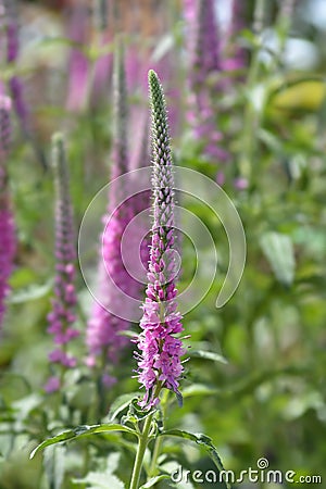 Spiked speedwell Rosa Zwerg Stock Photo