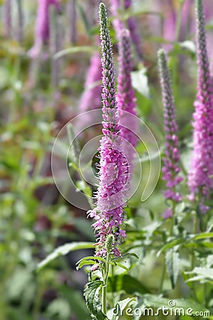 Spiked speedwell Rosa Zwerg Stock Photo