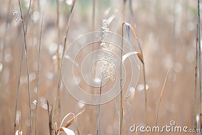 Spikelet background Stock Photo