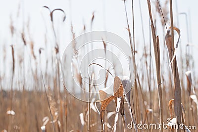 Spikelet background Stock Photo