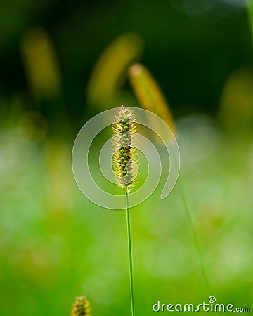 Spikelet of grass on a blurred background of meadows and forests Stock Photo