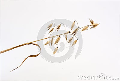 Spikelet of oats Stock Photo
