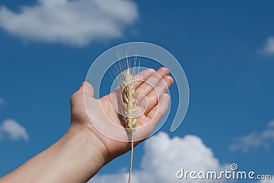 Spikelet on the palm Stock Photo