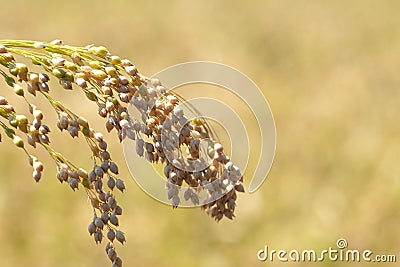 spikelet of ripe millet of golden and yellow color Stock Photo