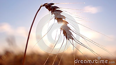 Spikelet and sun in background. Stock Photo