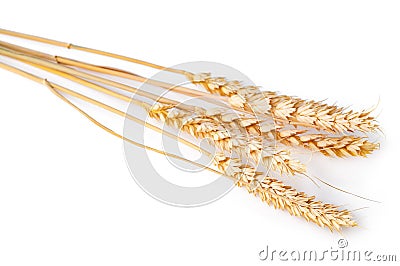 Spikelet of wheat isolated on the white. Closeup photo Stock Photo