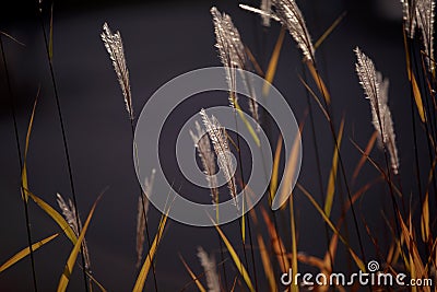 Spikelets of Miscanthus sinensis. Solar illumination, contour light. Dry autumn grasses with spikelets of beige color close-up. Stock Photo