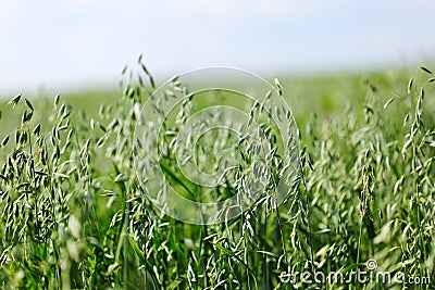 Spikelets of oats Stock Photo