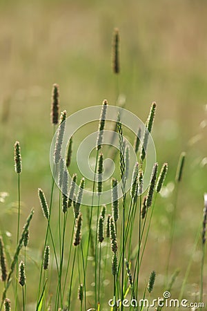 Spikelets of oats Stock Photo