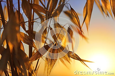 Spikelets of oats at sunset Stock Photo