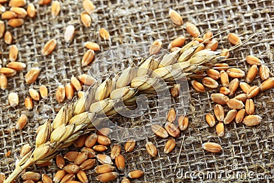 Spikelets of wheat Stock Photo