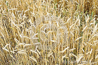 Spikelets of wheat on the field Stock Photo