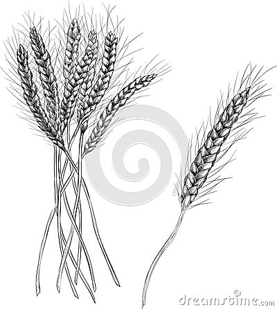 Spikelets of wheat isolated on white background. Vector Illustration