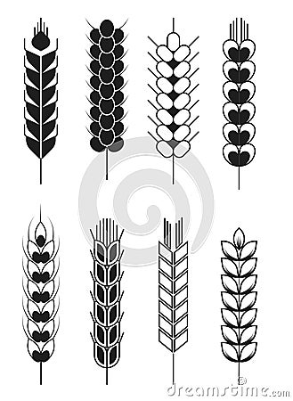 Spikelets wheat and rye barley and millet cereal isolated objects Vector Illustration