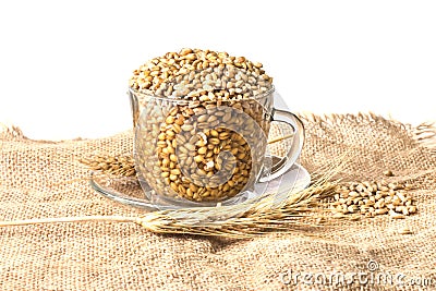 Spikelets of wheat with whole grains on the burlap Editorial Stock Photo