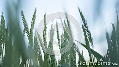 Spikelets of young green wheat field in Kherson Ukraine. Organic Food and Groceries Stock Photo