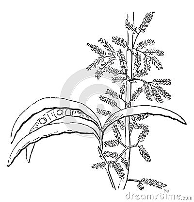 Spikenard Plant vintage illustration Vector Illustration