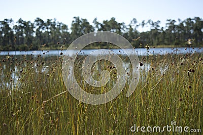 Spikerush meadow in Everglades National Park wetland with pines flowers and dragonflies Stock Photo