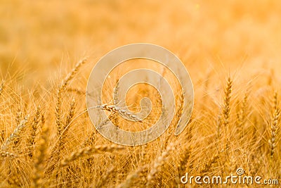 Spikes of ripe rye on a summer evening Stock Photo