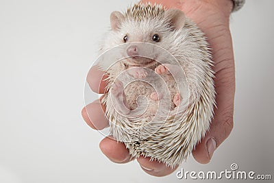 Spiky african dwarf hedgehog resting in people`s hand Stock Photo