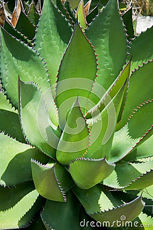 Spiky Agave plant, Falmouth, Cornwall, UK Stock Photo